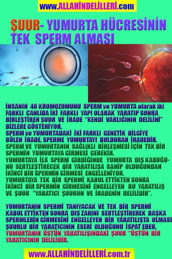 Proofs and Evidences of God, God exists proofs, God is real proofs and evidences, Proofs of God's existance