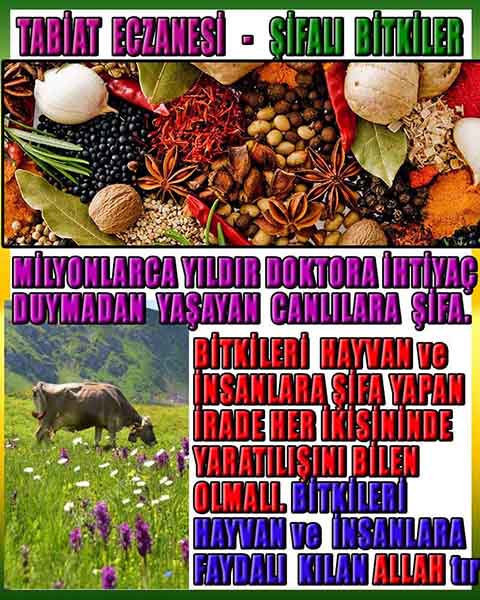 Proofs and Evidences of God, God exists proofs, God is real proofs and evidences, Proofs of God's existance